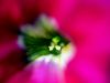 Inside a flower by Waldemar Ozminkowski