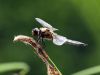 Dragonfly by Waldemar Ozminkowski