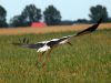 White Stork