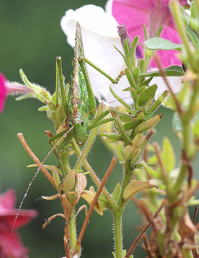 Grasshopper in the rain