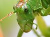 Grasshopper by Waldemar Ozminkowski