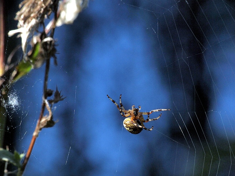 Shameless spider