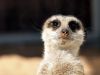 Meerkat by Waldemar Ozminkowski