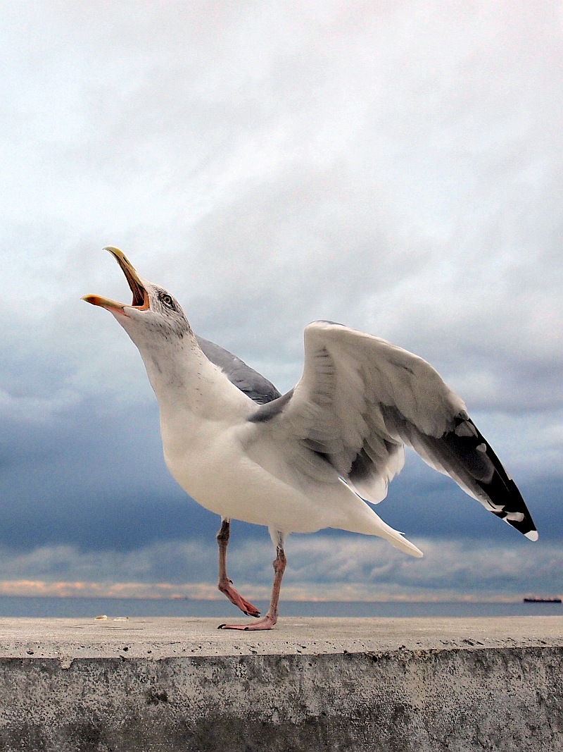 European Herring Gull