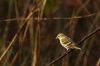 Siskin - female by Waldemar Ozminkowski