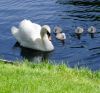swan lake by piet paaltjes