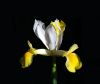 My Iris