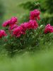 red & green by Jacques Mathez