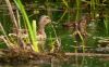 Wild duck with ducklings (Mallard) by Olav Agnar Frogner