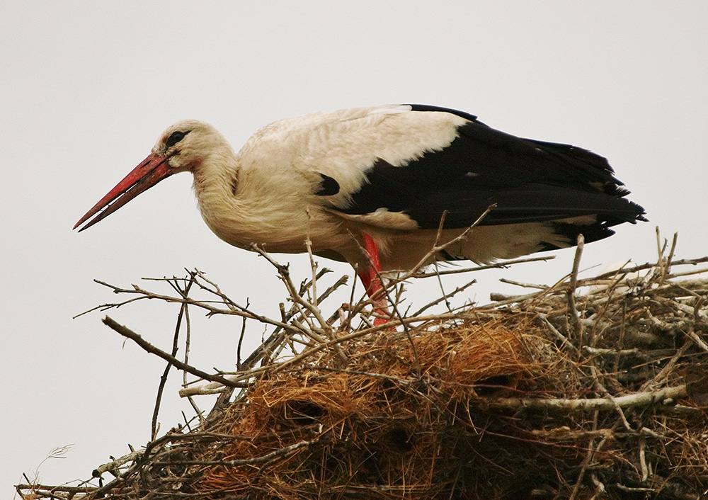 Storks 3