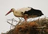 Storks 3 by Olav Agnar Frogner