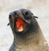 Fur Seal