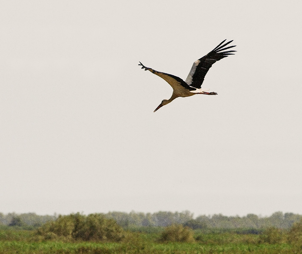 Stork