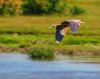 Purple Heron by Olav Agnar Frogner