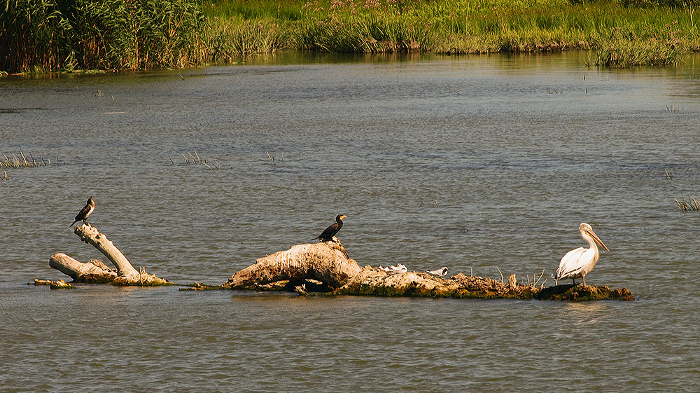 Cormorants and pelican
