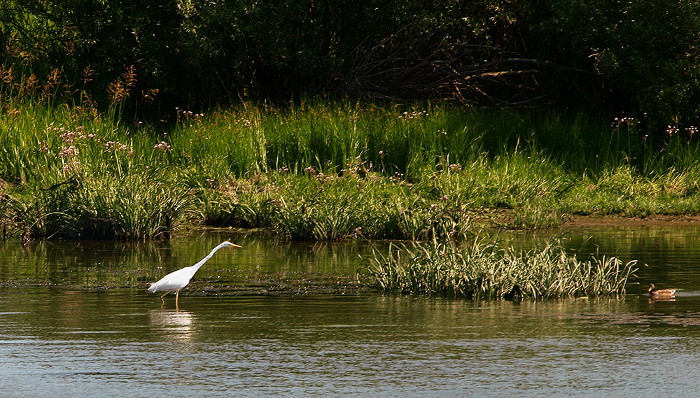 Heron and a duck