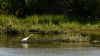 Heron and a duck by Olav Agnar Frogner