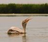 Pelicans 2 by Olav Agnar Frogner