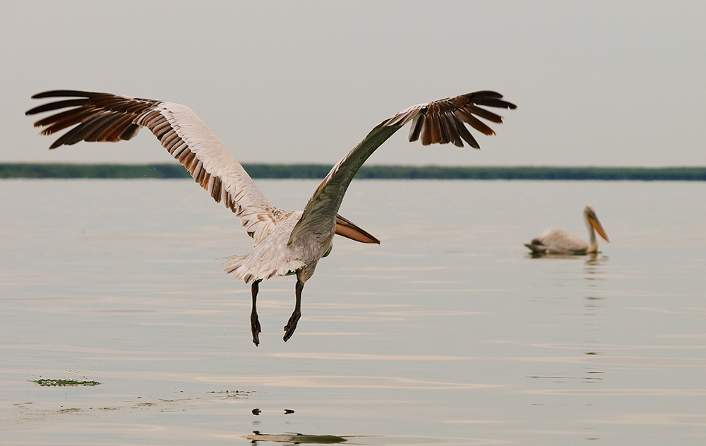 Pelicans 3