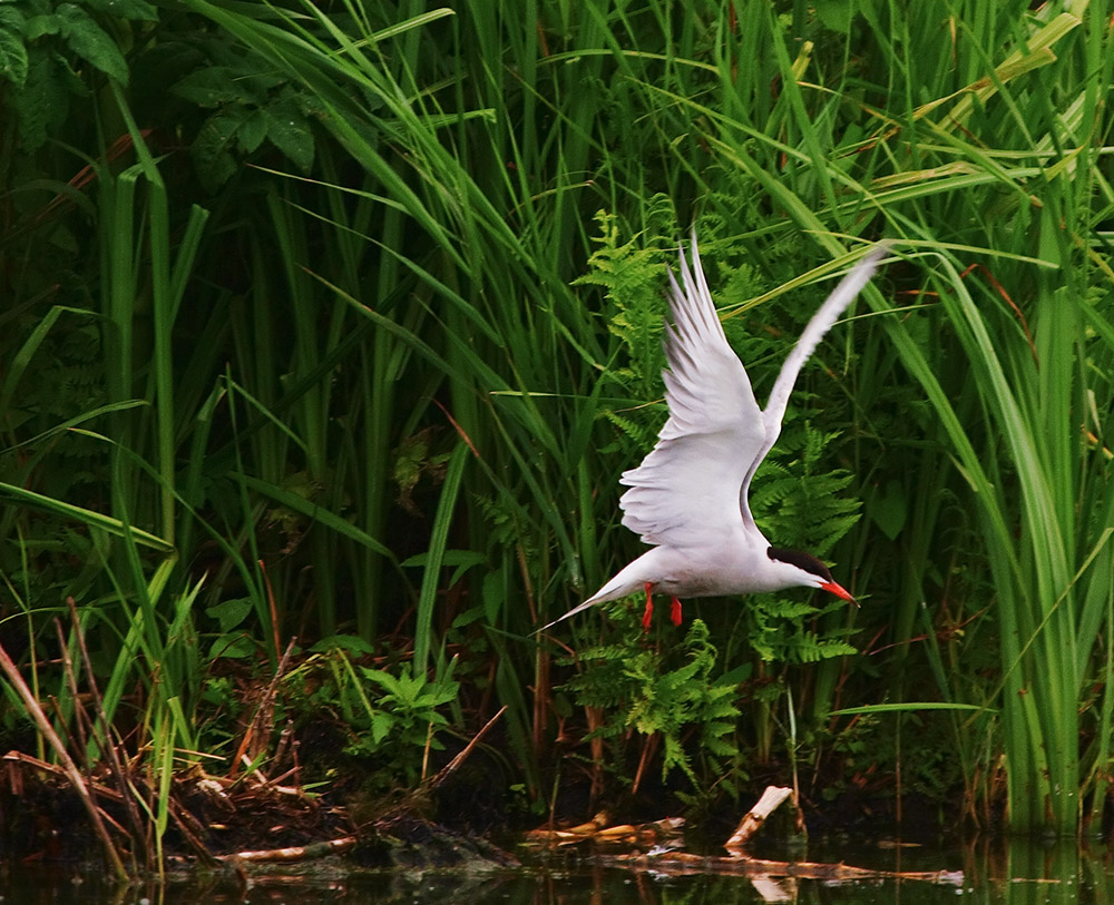 Common Tern
