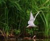 Common Tern by Olav Agnar Frogner