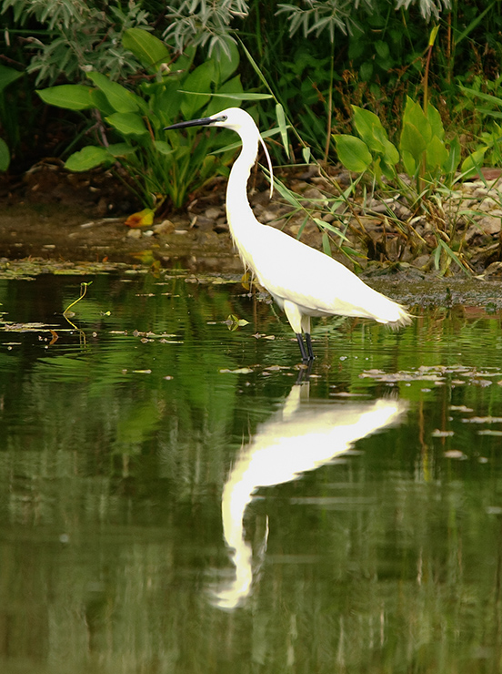 The Little Egret