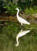 The Little Egret by Olav Agnar Frogner