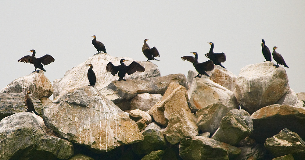 Cormorants and shags