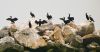 Cormorants and shags by Olav Agnar Frogner