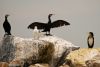 Cormorants 2 by Olav Agnar Frogner