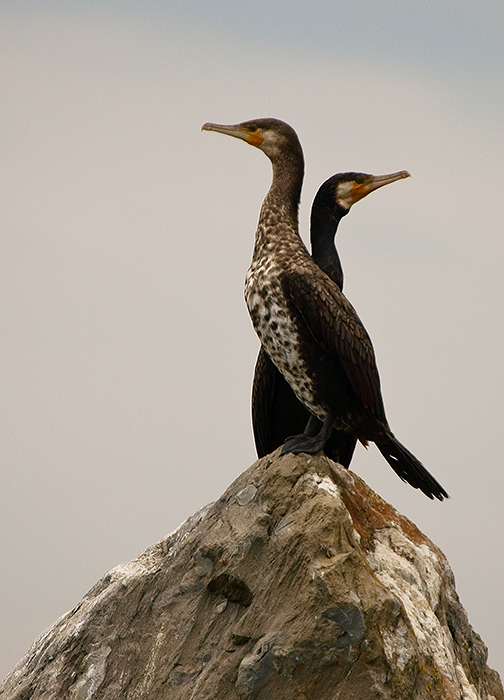 Cormorant