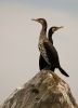 Cormorant by Olav Agnar Frogner