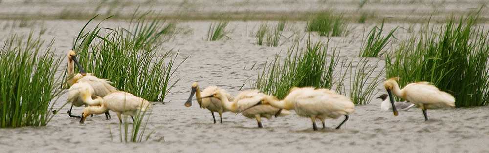 Eurasian Spoonbill 2