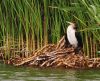 Pygmy Cormorant (Phalacrocorax pygmaeus) by Olav Agnar Frogner