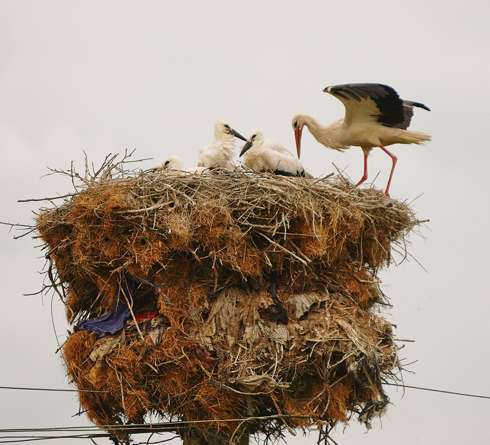 Storks 2