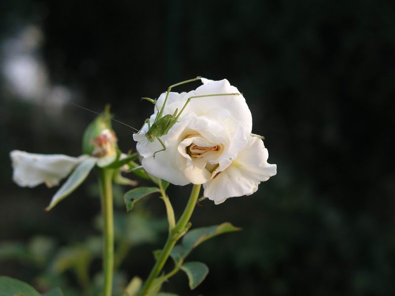 Flower & grasshopper