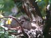 young turtle-dove by Jozsef nemeth
