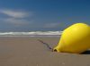 yellow by vince hoffmann