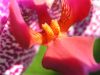 the orchid center by Brian salhauge