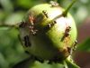 ants on flower bud by Brian salhauge