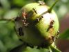 ants on flower bud