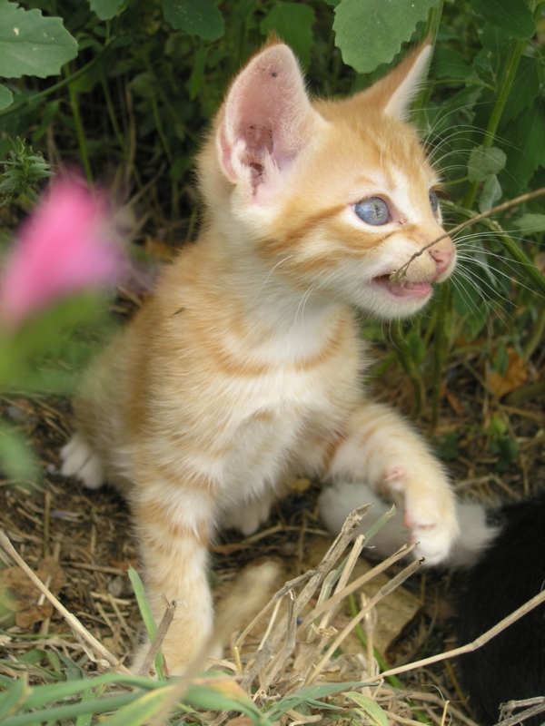 Litte Cat