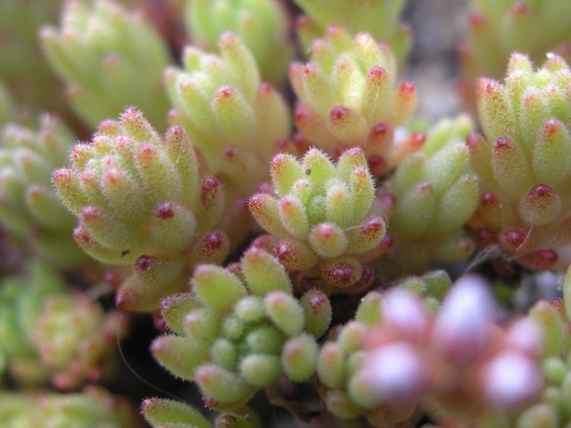 Little Plants