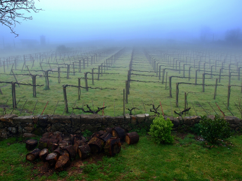 Wineyard