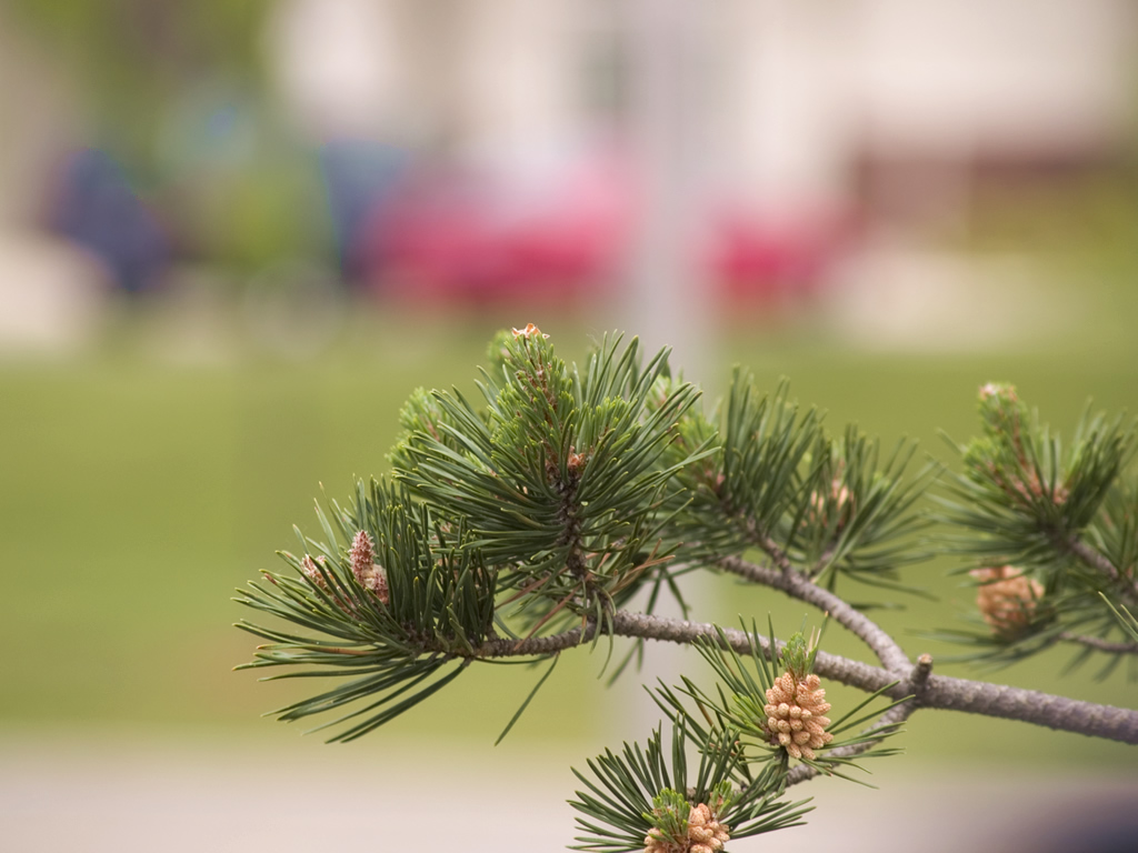 Tree Parts