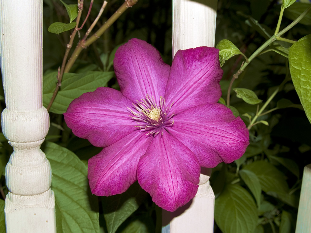 Clematis at Night