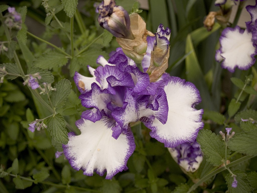 Siberian Iris