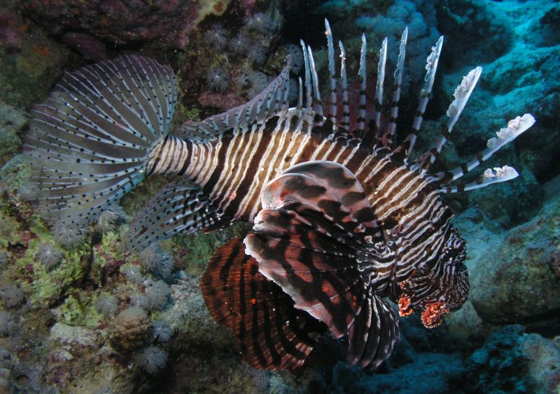 Lion Fish
