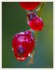 Wet currant