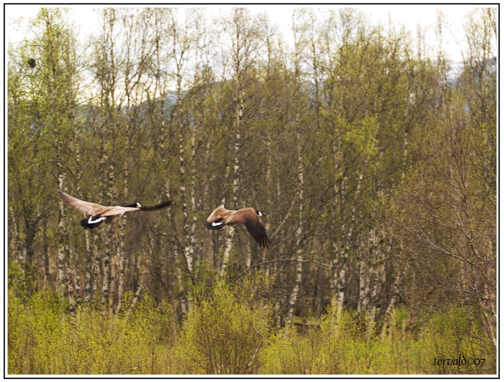 In flight